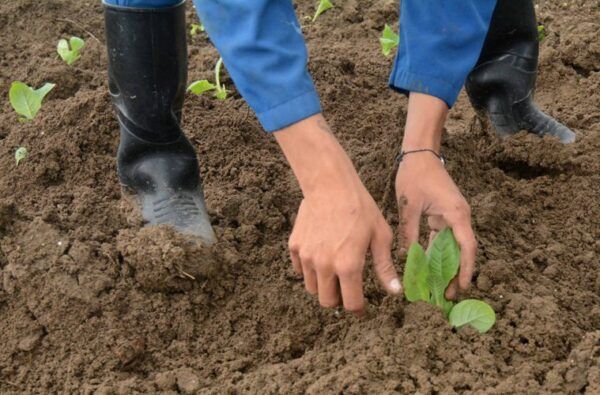 Tobacco farmers in Sancti Spíritus are fulfilling the planting program for the current season