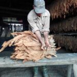 Mariano and his science for tobacco