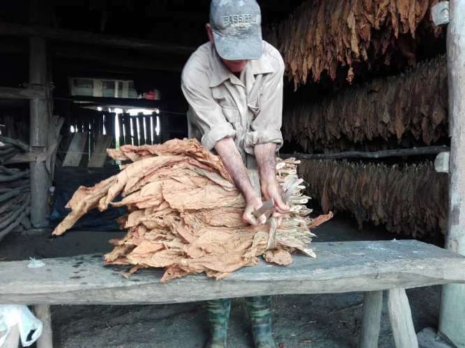 Mariano and his science for tobacco