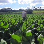Tobacco in Sancti Spíritus
