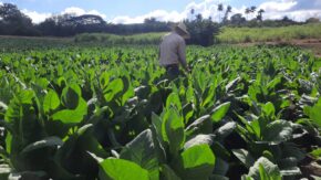 Tobacco in Sancti Spíritus