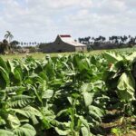 Drought jeopardizes water sources for tobacco irrigation