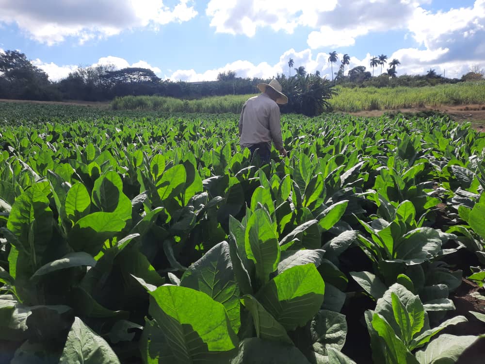Tobacco in Sancti Spíritus