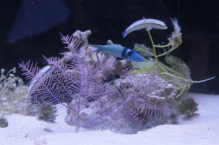 Un ecosistema marino a la vista de todos
