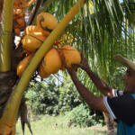 Experiencia guajira de Osvaldo Hurtado alimenta finca espirituana