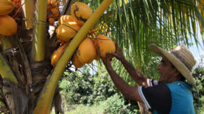 Experiencia guajira de Osvaldo Hurtado alimenta finca espirituana