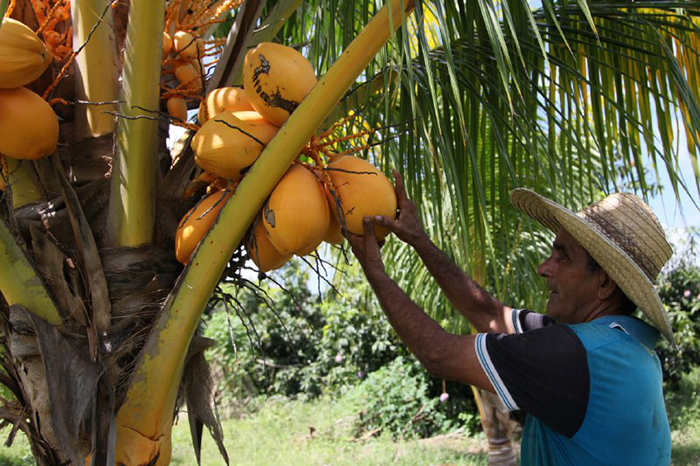 Experiencia guajira de Osvaldo Hurtado alimenta finca espirituana