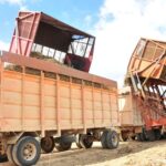 Azucareros del Uruguay responden a tareas de la zafra en medio de limitaciones