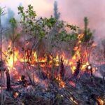 Incendio forestal en zona rural de Pinar del Río afecta a más de 100 hectáreas de bosques