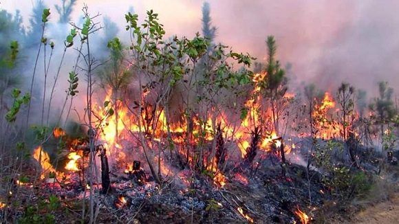 Incendio forestal en zona rural de Pinar del Río afecta a más de 100 hectáreas de bosques