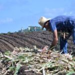 Afronta atrasos siembra de caña en Sancti Spíritus