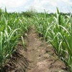 Cooperativa de Jatibonico labora en la recuperación cañera