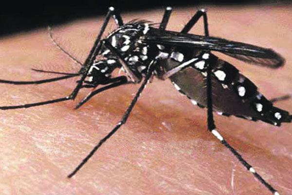 Refuerzan vigilancia epidemiológica ante incidencia del dengue en Sancti Spíritus