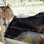 Accionan en Cabaiguán por reducir hurto y sacrificio de ganado mayor