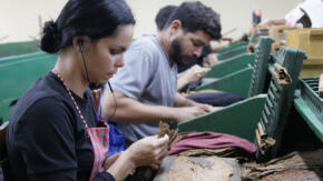 Habanos con aroma juvenil