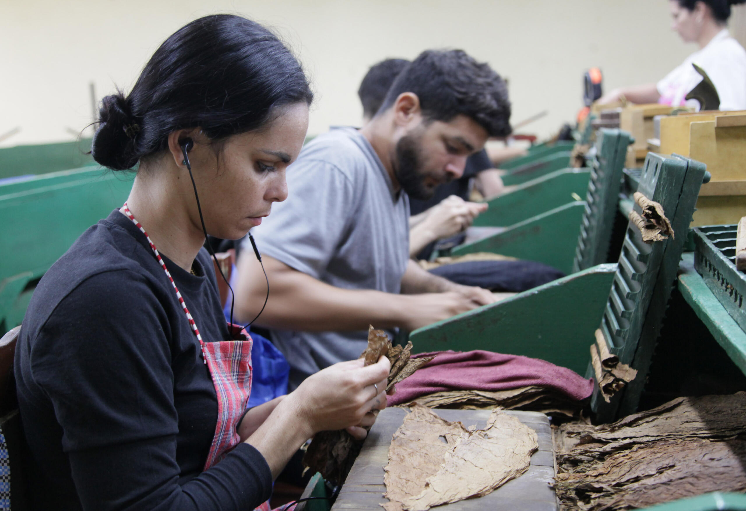Habanos con aroma juvenil