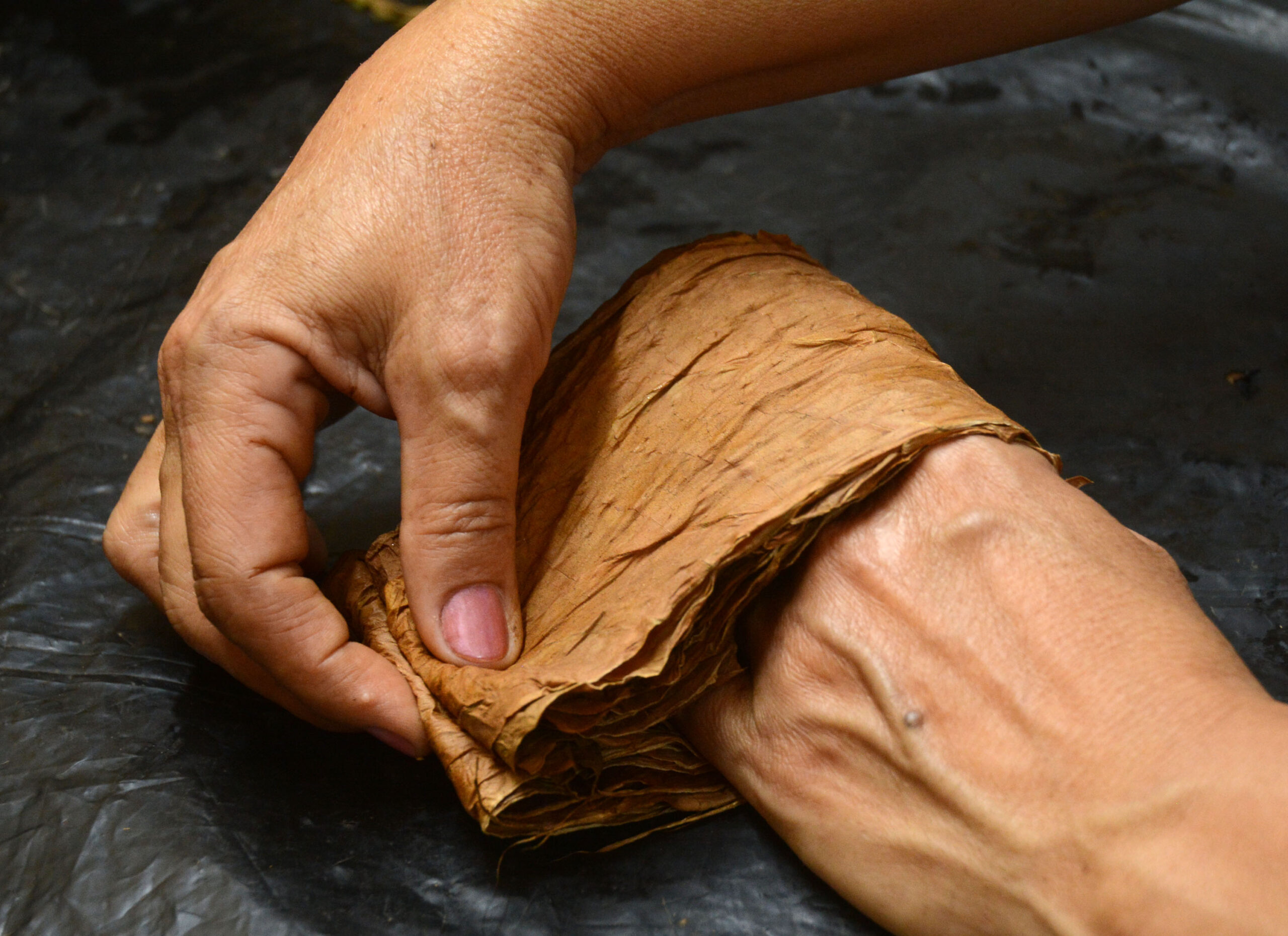 Cuando las manos acarician el mejor aroma