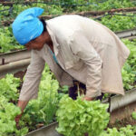 Agricultura urbana en cabaiguán entre discretos avances y enormes desafíos