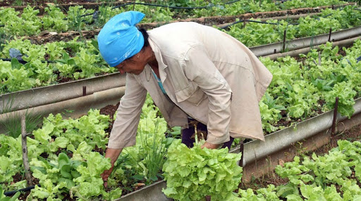 Agricultura urbana en cabaiguán entre discretos avances y enormes desafíos