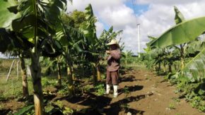 Limitada la siembra de alimentos en Taguasco en la actual campaña de primavera