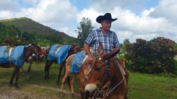 Cada semana, Ismael y sus bestias recorren decenas de kilómetros de veredas escarpadas. Foto: Yosdany Morejón.