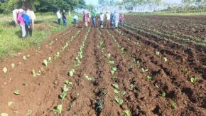 Inicia campaña en el municipio más tabacalero de Sancti Spíritus