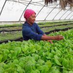 Sancti Spíritus: Completan contratación de tierras para próxima campaña tabacalera