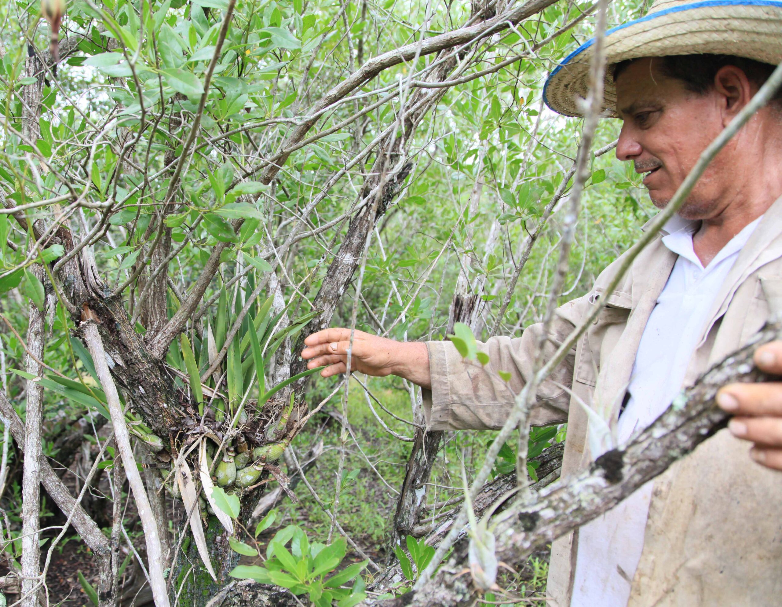 Interesante orquideario cerca del mar en el Parque Nacional Caguanes