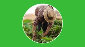 Finca taguasquense «Don Carlos», escenario de ciencia y técnica en funciones productivas