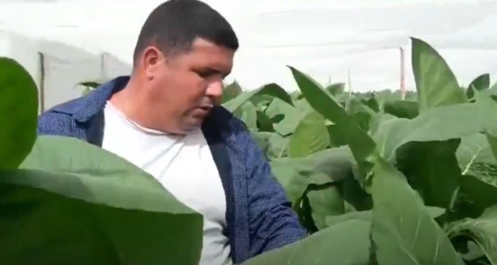 Ciencia para curar tabaco en La Gloriosa