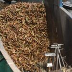 Arrancó la molienda en el ingenio de Tuinucú