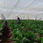 Reconocen labor de campesinos cabaiguanenses en la producción de tabaco tapado