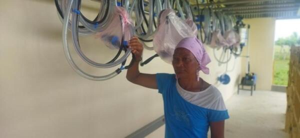 Estas mujeres han aprendido a inseminar animales y 73 ya llevan su sello genético. Foto: Yosdany Morejón.