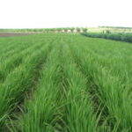 Azucareros del Melanio Hernández se autoabastecen de arroz en el Sur del Jíbaro