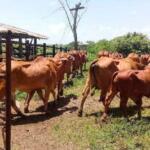 Empresa Agroindustrial de Cabaiguán precisa incrementar aporte al desarrollo municipal