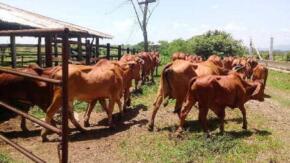 Empresa Agroindustrial de Cabaiguán precisa incrementar aporte al desarrollo municipal