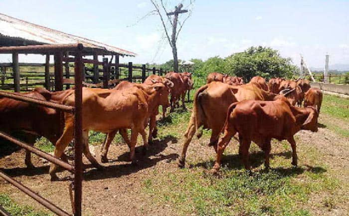 Empresa Agroindustrial de Cabaiguán precisa incrementar aporte al desarrollo municipal