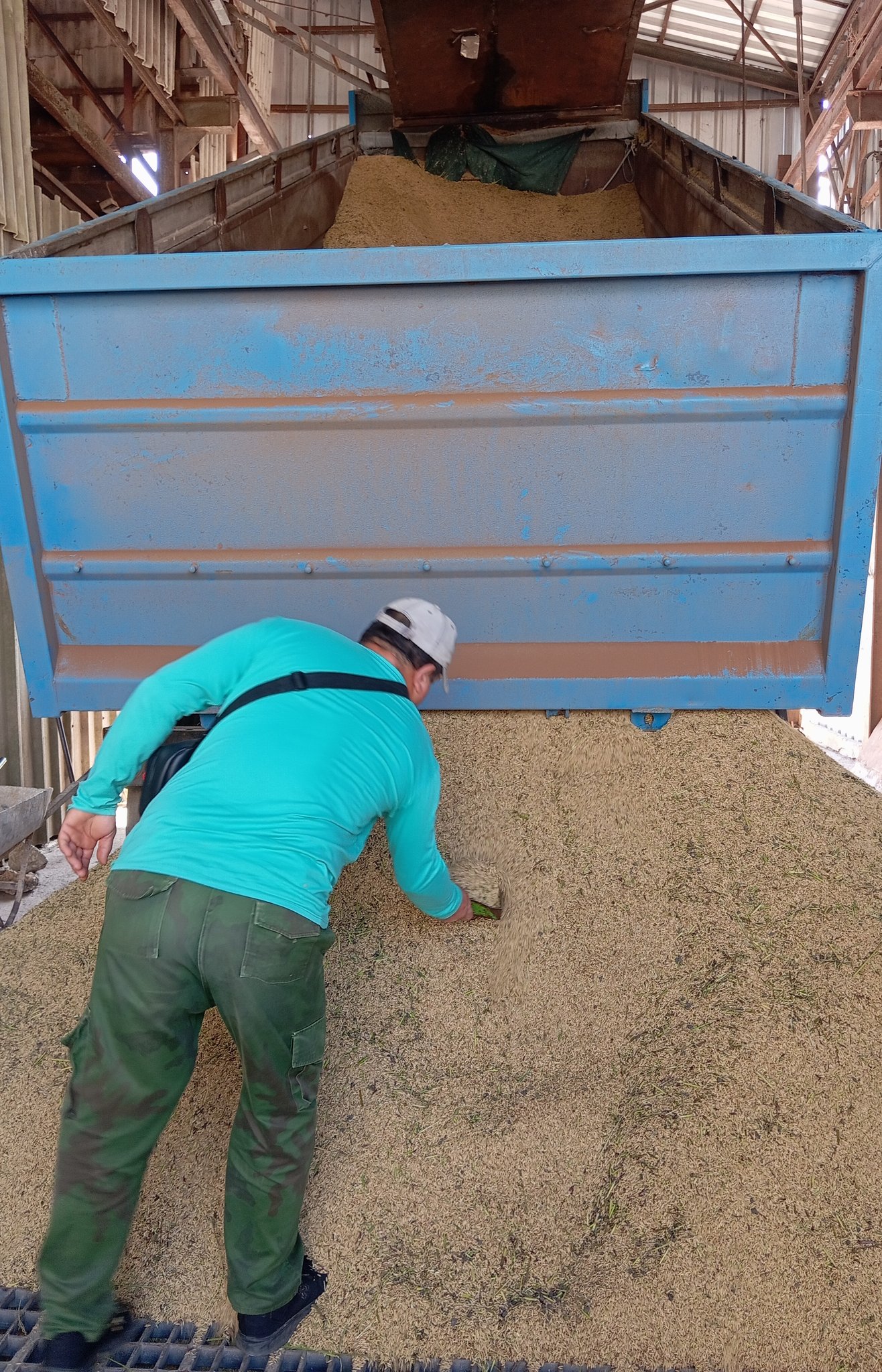 UEB Tamarindo registra elevada incidencia en actual campaña arrocera