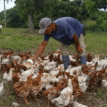 Rescata empresa agroindustrial de Yaguajay módulos pecuarios estatales