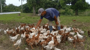 Rescata empresa agroindustrial de Yaguajay módulos pecuarios estatales