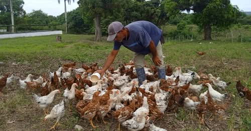 Rescata empresa agroindustrial de Yaguajay módulos pecuarios estatales