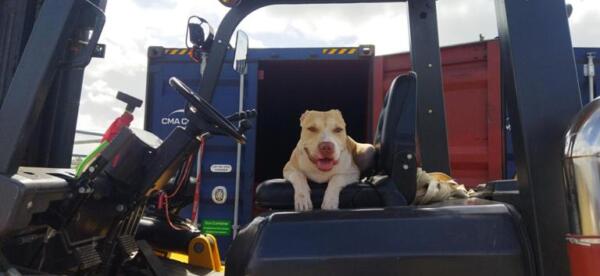 Desde que siente el motocarga, Yen empieza a ladrar y a chillar. Foto Yosdany Morejón.