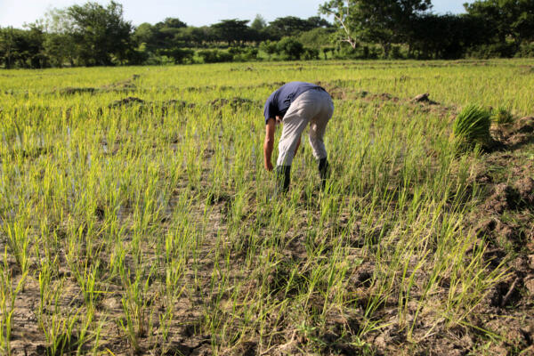 El arroz copa cada día más áreas productivas.