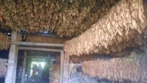 Vegueros de Taguasco cierran etapa productiva con una campaña superior