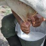 La sequía aprieta las ubres en Cabaiguán