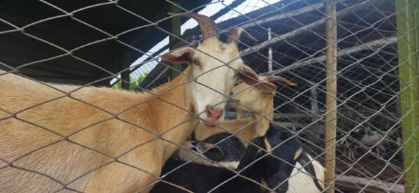 Este proyecto de criar e inseminar cabras ha cambiado la vida de 6 mujeres que viven en comunidades rurales de Yaguajay. Foto: Yosdany Morejón.