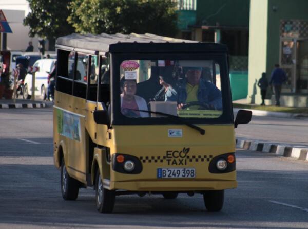 Las llamadas cariñosamente guagüitas amarillas son una alternativa para multiplicar. Foto: Oscar Alfonso Sosa.