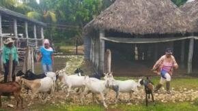 Empoderamiento femenino entre cabras en Yaguajay