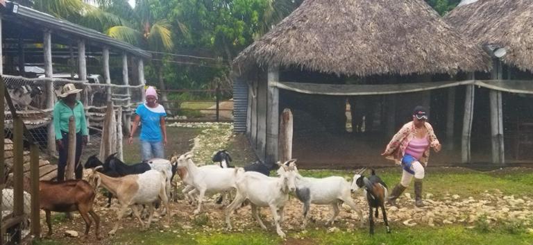 Empoderamiento femenino entre cabras en Yaguajay