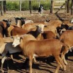 Frente pecuario de La Sierpe por incrementar producción de ovinos